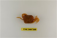 藏品(黃灰澤蟹)的圖片